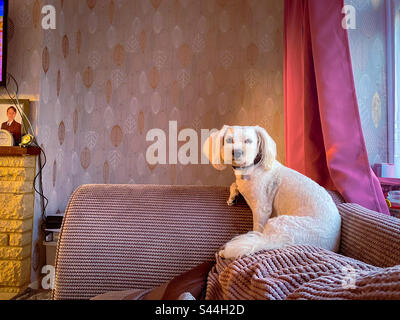 Ein kleiner, weißer Cavapoo-Hund saß auf einem Sofa. Stockfoto