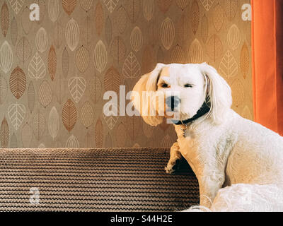 Ein kleiner, weißer Cavapoo-Hund saß auf einem Sofa. Stockfoto