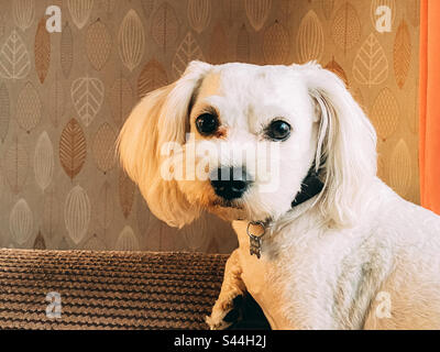 Porträt eines kleinen, weißen Cavapoo-Hundes, der auf einem Sofa saß. Stockfoto
