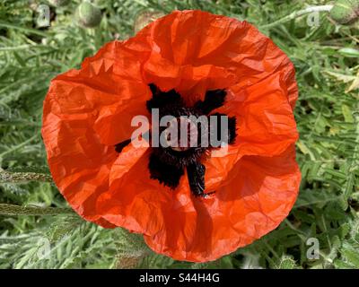 Leuchtend orange Mohn Stockfoto