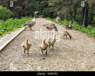 Gänse, Graugänse (Anser anser) mit jungen Gänsen, die den Weg blockieren Stockfoto