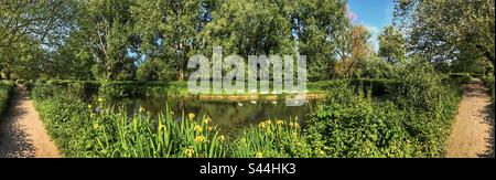 Schwäne am Ufer des Flusses Itchen in Winchester Hampshire Vereinigtes Königreich Stockfoto