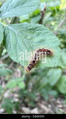 Acronicta rumicis - Knot Grass Moth Raupe. Stockfoto