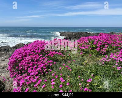 Leuchtende rosafarbene Blüten, die an der Küste in Yachats, Oregon, wachsen. Stockfoto