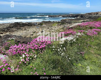 An der Küste Oregons wachsen sparsame, wilde Blumen. Stockfoto