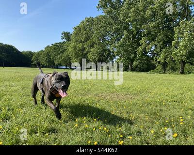 Staffordshire-Bullenterrier auf einem Feld an einem strahlend blauen Himmel Stockfoto