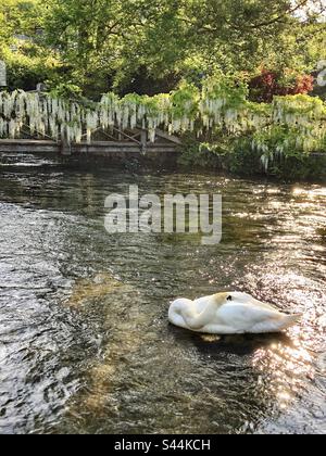 Ein schlafender Schwan im Frühling ruht auf dem Fluss Itchen in Winchester Hampshire, Großbritannien Stockfoto