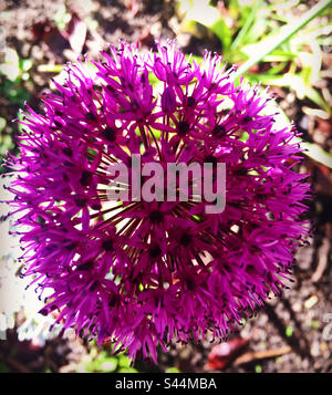 Allium: Vibrant Purple Allium Giganteum Stockfoto