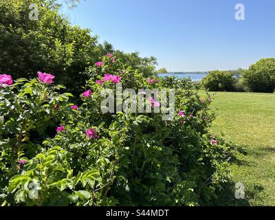 Rosafarbene Rosenblüten und Büsche am Meer im Frühling Stockfoto
