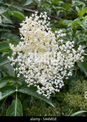 Sambucus nigra, wunderschöne weiße Blume Stockfoto