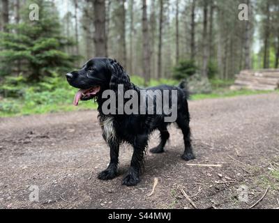 Schwarzer arbeitender Cockerspaniel im Wald Stockfoto