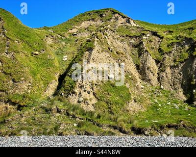 Wilde Ziegen auf Klippen am Pistyll Beach, Halbinsel Lleyn, Nordwales, Mai. Stockfoto