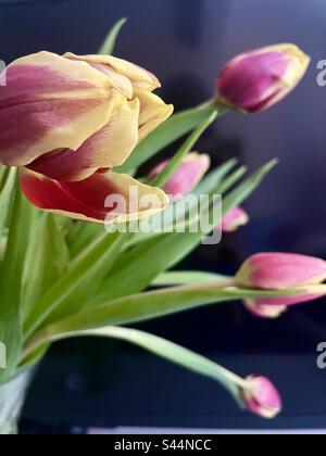 Nahaufnahme von pinkfarbenen und gelben Tulpen vor einem weichen schwarzen Hintergrund Stockfoto