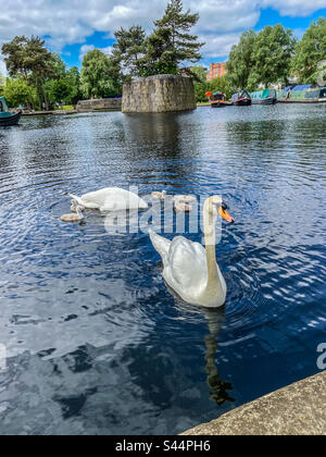 Schwäne am Yachthafen von Islington, Manchester Stockfoto