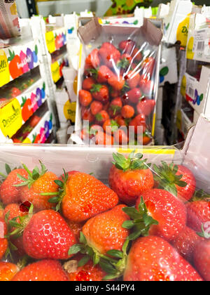 Frische Erdbeeren in Verpackungen, die in einem Geschäft ausgestellt werden. Stockfoto