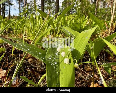 Maiglöckchen Blumen Stockfoto