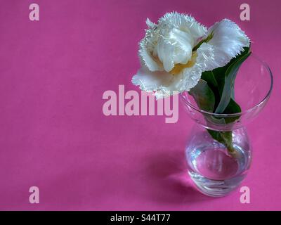 Nahaufnahme einer weißen Tulpe mit Fransen in einer Glasvase auf pinkfarbenem Hintergrund mit Kopierbereich. Frühjahrsthema. Stockfoto