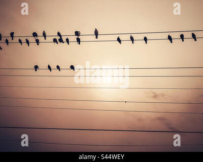 Vogelherde auf Stromleitungen bei Sonnenuntergang. Stockfoto