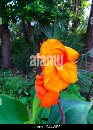 Eine Canna Lily in einem Hinterhof in Florida. Stockfoto