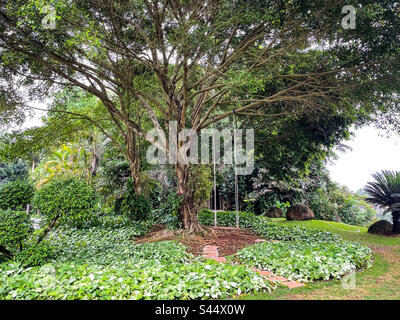 Im Baum schwingen Stockfoto