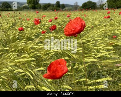 Wunderschönes Mohn- und Gerstenfeld in der Nähe von Hadrians Wall Northumberland Stockfoto