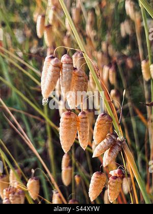 Grösseres, bebendes Gras (Briza maxima) bei Sonnenuntergang in Seaton, Cornwall, England Stockfoto