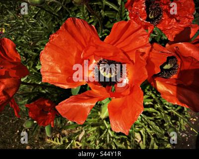 Orientalischer Mohn in Blüten in einem Garten im Juni, England, Großbritannien Stockfoto