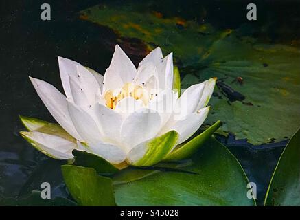 Rockmuster, Ontario, Kanada, Design in der Natur, Natur, Design, Muster, Wasserlilie, weiß, Blütenblätter Stockfoto