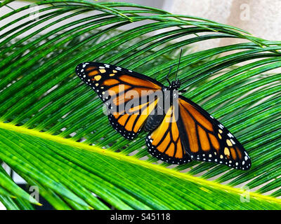 Ein neu aufgetauchter weiblicher Monarch-Schmetterling, der ihre Flügel an einer Sago-Palmenfront in Florida trocknet. Stockfoto