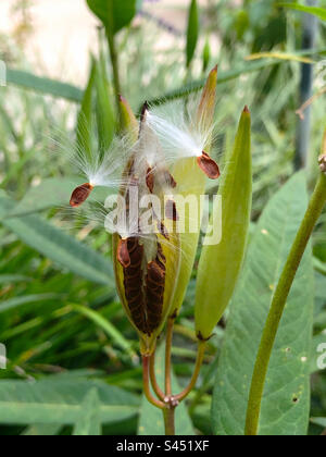 Eine geöffnete Samenschale tropischen Milchkraut (Asclepias curassavica) - die Wirtspflanze des Monarchen-Schmetterlings. Stockfoto