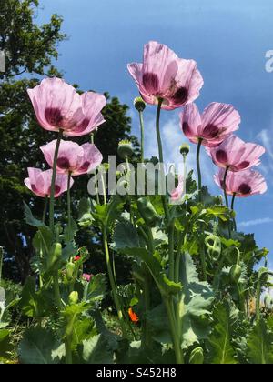 Riesenmohn blüht in der Sommersonne im Juni 2023 in Großbritannien Stockfoto