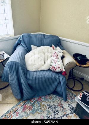 Süßer, weißer Hund, der auf einem Sessel schläft und den Kopf auf einem Blumenkissen ruht. Stockfoto