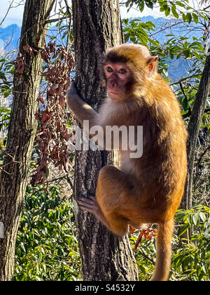 Affe auf einem Baum Stockfoto