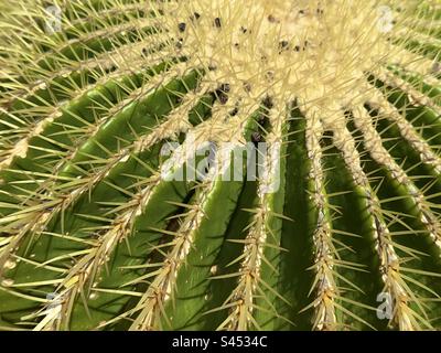 Ein Detail eines spinngrünen Barrel-Kaktus im botanischen Garten der Universität Leiden in den Niederlanden Stockfoto
