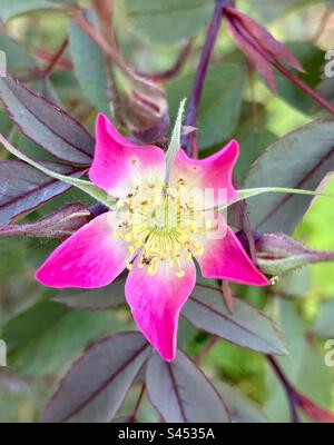 Rosa-Rose, Rosa-Glauca Stockfoto