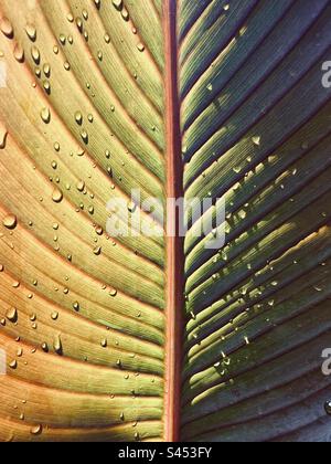 Nahaufnahme eines Canna-Lilienblattes mit Wassertropfen Stockfoto