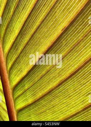 Nahaufnahme eines Cannablätters Stockfoto