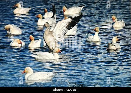 Muster in der Natur, Schneegänse auf einem See, Wanderung, Wanderung, Muster Stockfoto