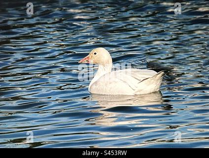 Muster in der Natur, Schneegänse auf einem See, Wanderung, Wanderung, Muster Stockfoto