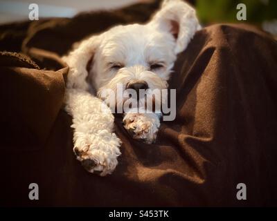 Hund schläft. Stockfoto