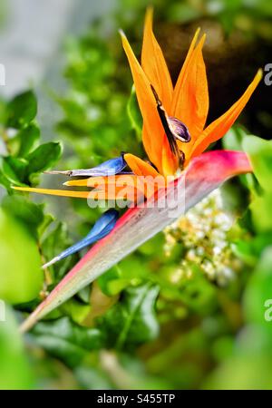 Bird Of paradise Stockfoto