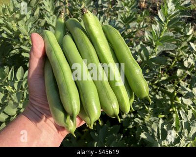 Hausgemachte, biologisch angebaute, dicke Bohnen in Frauenhand, frisch gepflückt aus einem Gemüsebeet Stockfoto