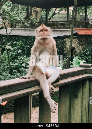 Ein Affe sitzt wie ein Mensch auf einem Zaun und schaut in die Kamera Stockfoto