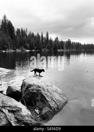 Schwarzer Labradoodle-Hund, der auf einem Felsen am See steht. Shaver Lake, Kalifornien, USA. Stockfoto