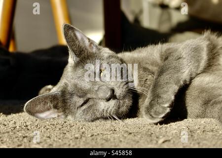 Chaton Entrine de Dormir Stockfoto