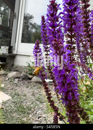 Die kleine Honigbiene fliegt zur lila Salvia-Blume Stockfoto