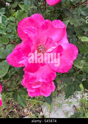 Rosa Rose im New England Garten. In voller Blüte mit grünen Blättern. Stockfoto