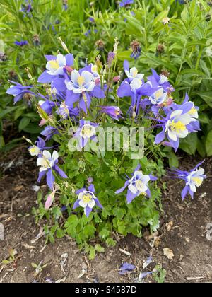 Kolumbinenblumen in einem New England Garten. In voller Blüte. Stockfoto