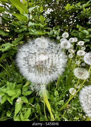 Löwenzahn-Samen-Leiter Stockfoto