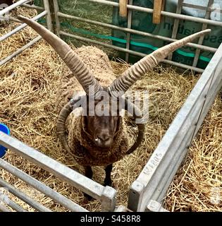 Manx-Loaghtan-Schafe in Three Counties zeigen 2023 Stockfoto